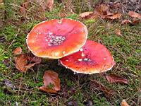 Amanite tue-mouches - Amanita muscaria (08)